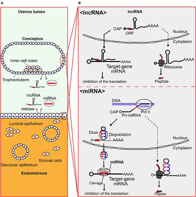 New Roles for EVs, miRNA and lncRNA in Bovine Embryo Implantation